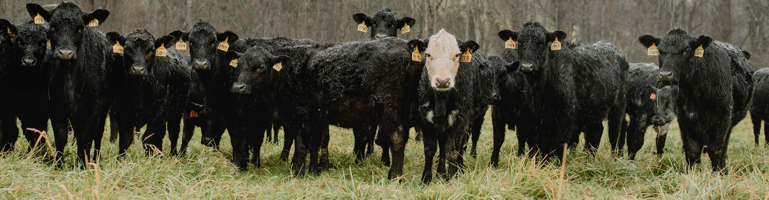 A group of cows with tags on their ears in a field looking at the camera.