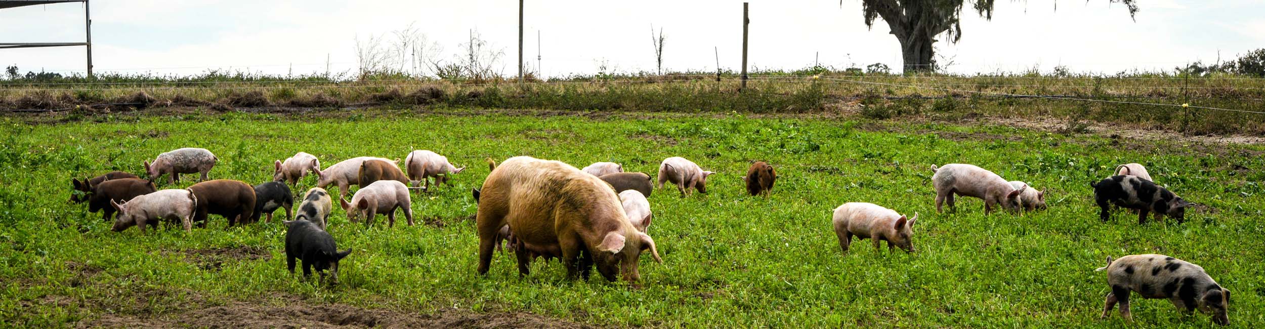 Pigs, large and small, grazing in a field.