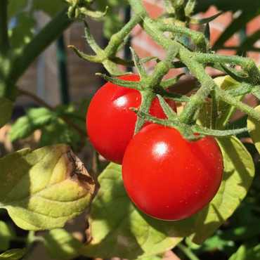 Tomatoes